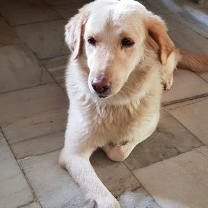 Meet your Posher, Phoenix